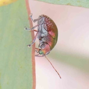 Edusella sp. (genus) at O'Connor, ACT - 18 Dec 2022