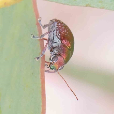 Edusella sp. (genus) (A leaf beetle) at O'Connor, ACT - 18 Dec 2022 by ConBoekel