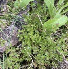 Veronica arvensis (Wall Speedwell) at Yaouk, NSW - 19 Nov 2022 by MattM