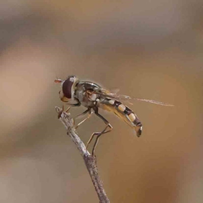 Syrphini (tribe) (Unidentified syrphine hover fly) at O'Connor, ACT - 18 Dec 2022 by ConBoekel