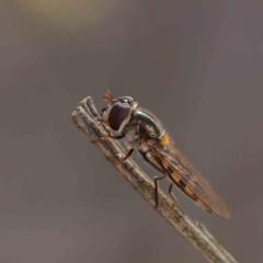 Syrphini sp. (tribe) at O'Connor, ACT - 18 Dec 2022