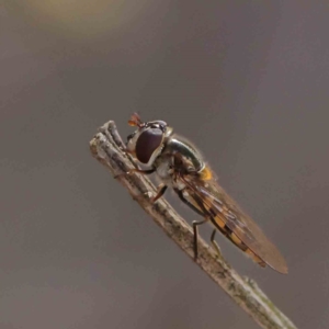 Syrphini sp. (tribe) at O'Connor, ACT - 18 Dec 2022