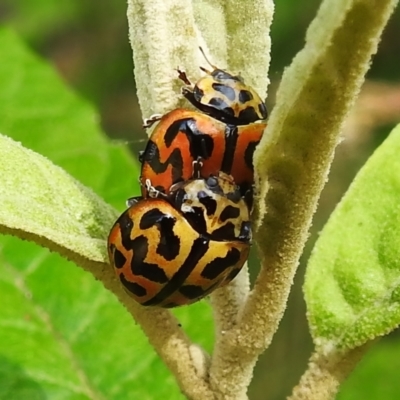 Cleobora mellyi (Southern Ladybird) at Tidbinbilla Nature Reserve - 20 Dec 2022 by JohnBundock