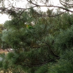 Polytelis swainsonii (Superb Parrot) at Amaroo, ACT - 22 Dec 2022 by EH