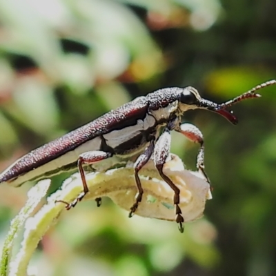 Rhinotia suturalis (Belid weevil) at Paddys River, ACT - 21 Dec 2022 by JohnBundock