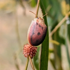 Paropsis atomaria at Stromlo, ACT - 21 Dec 2022