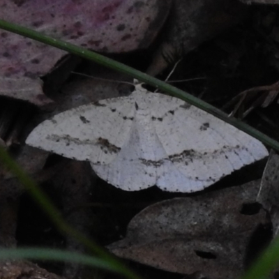 Taxeotis stereospila (Taxeotis stereospila) at Paddys River, ACT - 21 Dec 2022 by JohnBundock