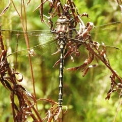 Notoaeschna sagittata (Southern Riffle Darner) at Tidbinbilla Nature Reserve - 21 Dec 2022 by JohnBundock