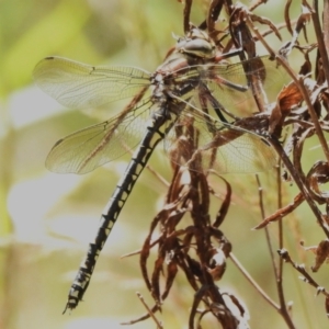 Notoaeschna sagittata at Paddys River, ACT - 21 Dec 2022