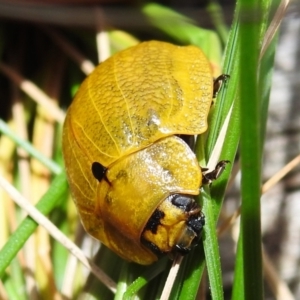 Paropsis augusta at Cotter River, ACT - 22 Dec 2022