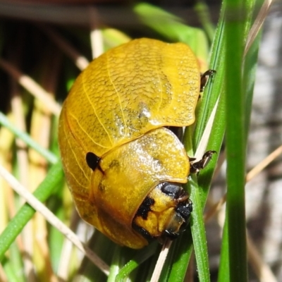 Paropsis augusta (A eucalypt leaf beetle) at Namadgi National Park - 22 Dec 2022 by JohnBundock