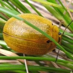 Paropsis augusta at Cotter River, ACT - 22 Dec 2022