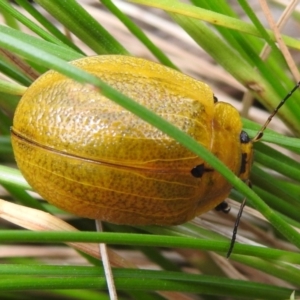 Paropsis augusta at Cotter River, ACT - 22 Dec 2022 01:25 PM