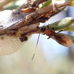 Braconidae (family) at Murrumbateman, NSW - 20 Dec 2022