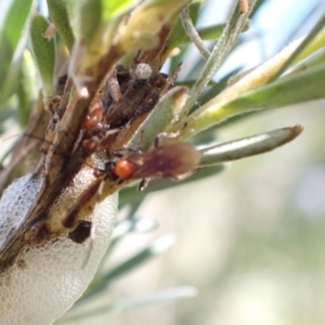 Braconidae (family) at Murrumbateman, NSW - 20 Dec 2022