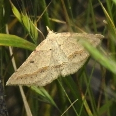 Taxeotis stereospila (Taxeotis stereospila) at Tidbinbilla Nature Reserve - 21 Dec 2022 by JohnBundock