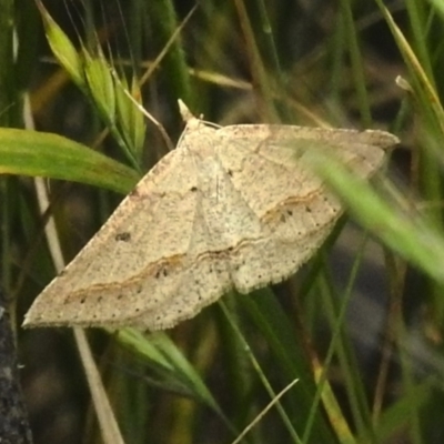 Taxeotis stereospila (Taxeotis stereospila) at Cotter River, ACT - 21 Dec 2022 by JohnBundock