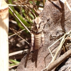 Oedaleus australis (Australian Oedaleus) at Murrumbateman, NSW - 9 Dec 2022 by SimoneC