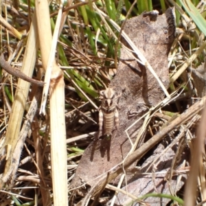 Oedaleus australis at Murrumbateman, NSW - 9 Dec 2022