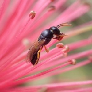 Hyphesma atromicans at Murrumbateman, NSW - 10 Dec 2022