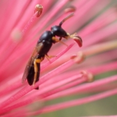 Hyphesma atromicans at Murrumbateman, NSW - 10 Dec 2022 01:34 PM