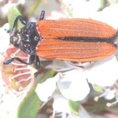 Castiarina nasuta at Oallen, NSW - 22 Dec 2022