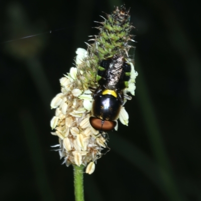 Odontomyia hunteri (Soldier fly) at Ainslie, ACT - 21 Dec 2022 by jb2602