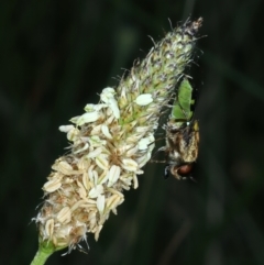 Odontomyia hunteri at Ainslie, ACT - 21 Dec 2022