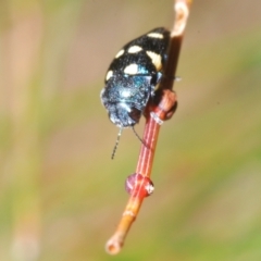 Astraeus (Astraeus) pygmaeus (A small Casuarina jewel beetle.) at Kiora, NSW - 20 Dec 2022 by Harrisi