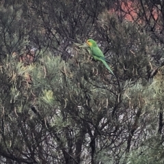 Polytelis swainsonii (Superb Parrot) at Belconnen, ACT - 22 Dec 2022 by jgiacon