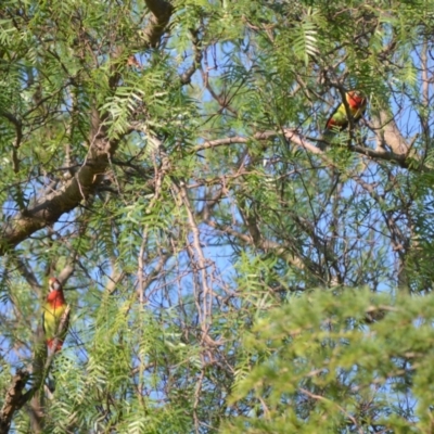 Platycercus eximius (Eastern Rosella) at Jamberoo, NSW - 22 Dec 2022 by plants