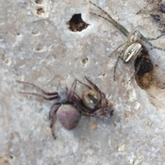 Hortophora sp. (genus) (Garden orb weaver) at Majors Creek, NSW - 18 Dec 2022 by LyndalT