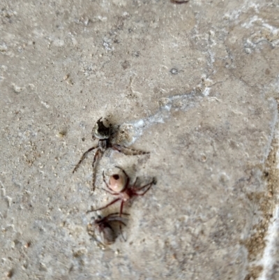 Salsa sp. (genus) (Orb-weaver) at Majors Creek, NSW - 18 Dec 2022 by LyndalT