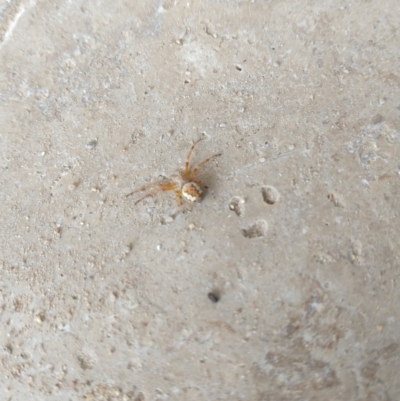 Salsa fuliginata (Sooty Orb-weaver) at Majors Creek, NSW - 18 Dec 2022 by LyndalT