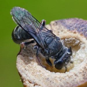 Crabronidae (family) at Page, ACT - 21 Dec 2022