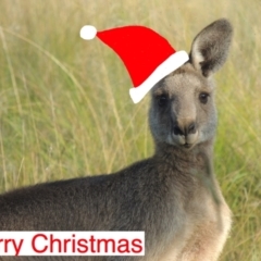 Macropus giganteus (Eastern Grey Kangaroo) at Conder, ACT - 23 Dec 2022 by MichaelBedingfield