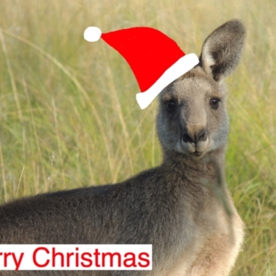 Macropus giganteus (Eastern Grey Kangaroo) at Conder, ACT - 23 Dec 2022 by MichaelBedingfield