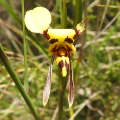 Diuris sulphurea (Tiger Orchid) at Namadgi National Park - 21 Dec 2022 by JohnBundock