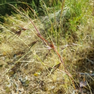 Themeda triandra at Karabar, NSW - 23 Dec 2022