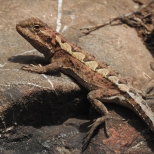 Rankinia diemensis at Cotter River, ACT - 21 Dec 2022