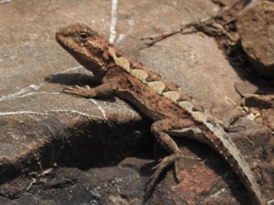 Rankinia diemensis (Mountain Dragon) at Cotter River, ACT - 21 Dec 2022 by JohnBundock