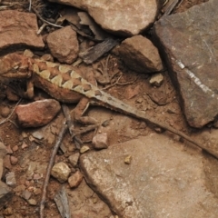 Rankinia diemensis at Cotter River, ACT - 21 Dec 2022