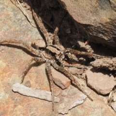 Lycosidae (family) (Unidentified wolf spider) at Paddys River, ACT - 21 Dec 2022 by JohnBundock