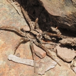 Lycosidae (family) at Paddys River, ACT - 21 Dec 2022