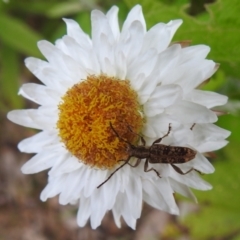 Pempsamacra dispersa at Paddys River, ACT - 21 Dec 2022