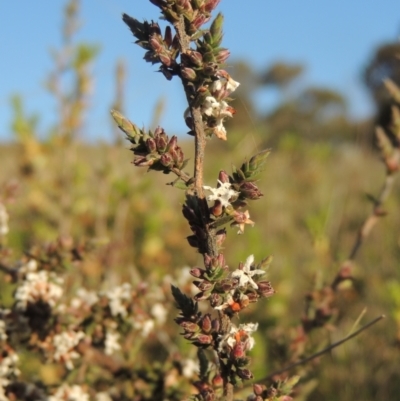 Leucopogon attenuatus (Small-leaved Beard Heath) at Melrose - 15 Oct 2022 by michaelb