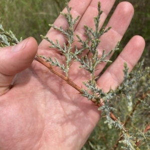 Cupressus sp. at Yarralumla, ACT - 11 Nov 2022 11:24 AM