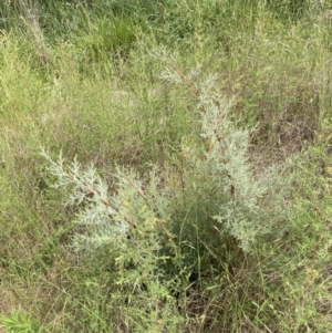 Cupressus sp. at Yarralumla, ACT - 11 Nov 2022 11:24 AM