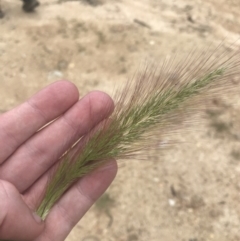 Dichelachne crinita (Long-hair Plume Grass) at Tennent, ACT - 4 Dec 2022 by Tapirlord