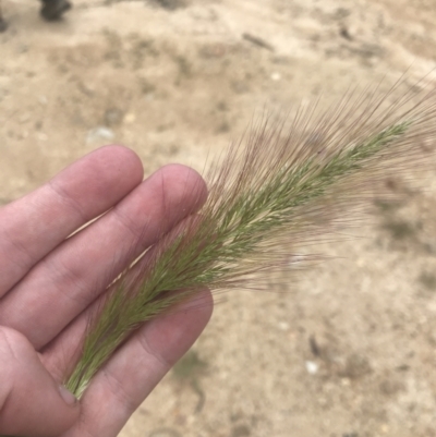 Dichelachne crinita (Long-hair Plume Grass) at Tennent, ACT - 4 Dec 2022 by Tapirlord